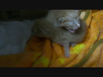 新・ぬこをひろってきました