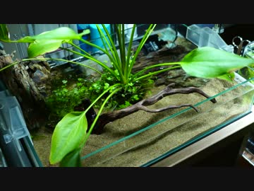 もはやストック水槽ではないアレの現状