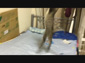 【宇宙猫兄弟】保護猫2号、成長を見せる跳躍で1号を押し潰す