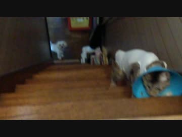 【拾い猫】シェリル避妊手術後