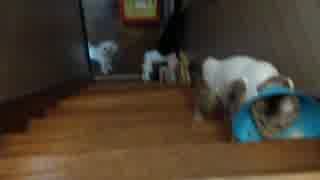 【拾い猫】シェリル避妊手術後