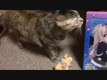 拾いねこ＠生後1149/1116日目　遅くなりましたー。