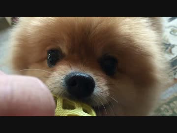 ポメラニアンとおもちゃの引張り選手権2015