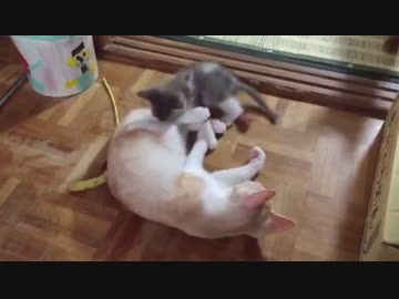 仲良し３兄弟、末っ子と遊んであげる