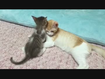 眠たいロビンVS遊んで欲しいスカー