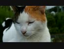 三毛猫をモフる。