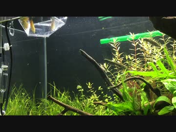 浪人生の水草水槽立ち上げ PartⅡ