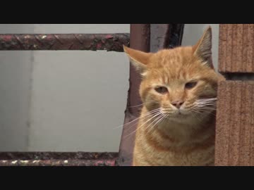 猫時空上の闘い…茶トラ猫VS茶トラ猫