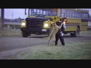どうしても学校へ行かせたくない犬たち