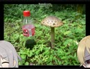 星輝子は人気者（番外編・森久保乃々編）