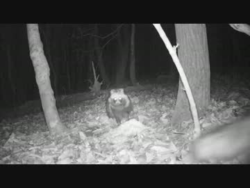 二年目狩猟生活（その４０）