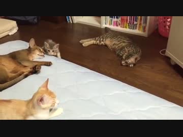 捨て猫スカー、実家猫の洗礼にあう