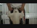 猫が本能人の変踊ってみた。