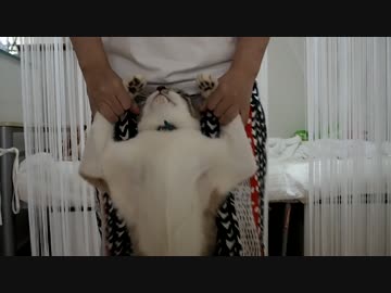 猫が本能人の変踊ってみた。