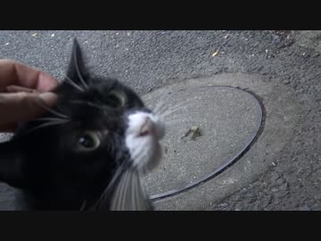 からあげ茶トラ猫、覆面茶トラ猫に説教される