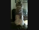 直立不動猫