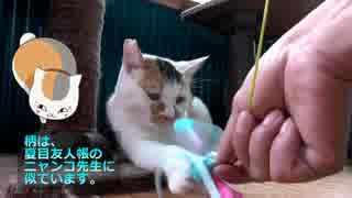 【里親募集】僕と契約して飼い主になってよ。【カッパちゃん編】