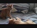 ねこねこがやってきた part１０