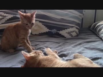 ねこねこがやってきた part１０