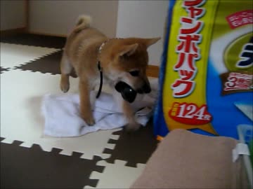 遊ぶ子犬のしんちゃん