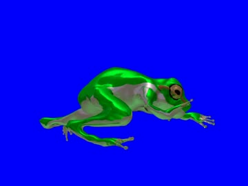 ニホンアマガエルくんBB