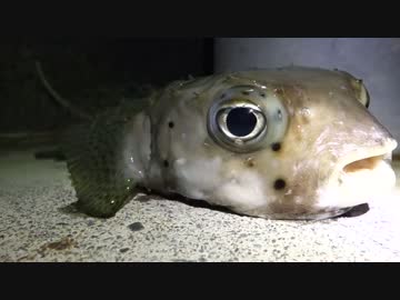 アウトドアをやろう！ 「フグ釣ってたべるぞ」 in 八丈島