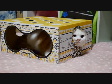 【マンチカンズ】猫もぐらたたきBOX