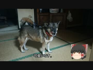 【ミニ四駆】ゆっくりミニ四駆始めました。8