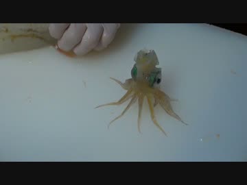 中国人モンちゃん函館の釣ってその場で捌いたイカを食べる