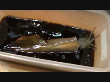 [函館]活きたイカを醤油に入れる[モンちゃん]