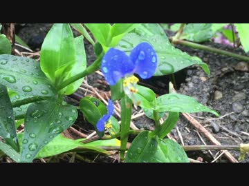 【癒し系】 雨のツユクサ1① 【自然音】