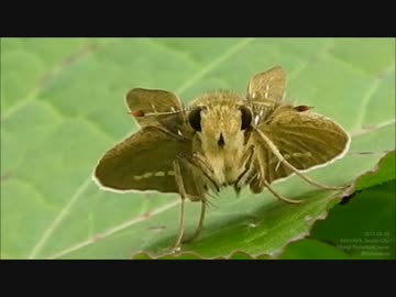 【こっち見んな】イチモンジセセリを正面から