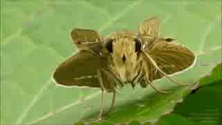 【こっち見んな】イチモンジセセリを正面から