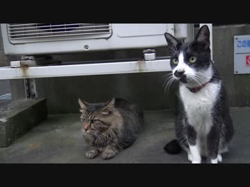 最弱のたぬき（猫）、最弱の猫に懐かれる