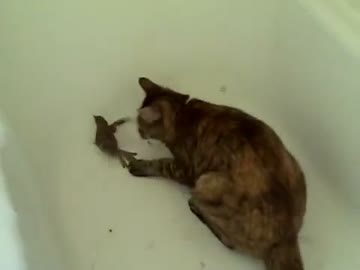 【削除テスト】スズメを虐め殺す猫