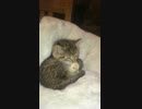 ヒヨコを舐める子猫