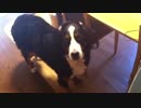 大好きな愛犬ビッキー。バーニーズマウンテンドッグ。