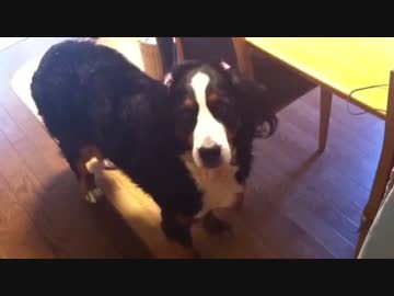 大好きな愛犬ビッキー。バーニーズマウンテンドッグ。