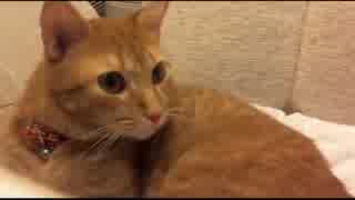 2015.08.23　神聖かまってちゃんmono　雑談配信2