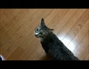 エイサーの音にビビる猫。