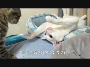 【宇宙猫兄弟】白熱宇宙猫教室、保護猫2号を教育する