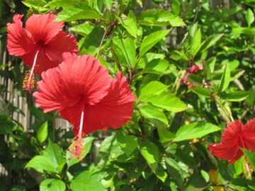 グルの一人旅総集編2015ver