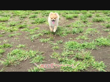 ちびポメ　八日目