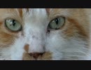 茶白をアップで