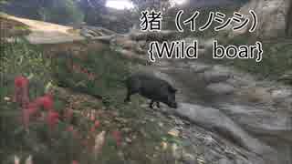 【GTA5】動物図鑑「イノシシ」【PS4】