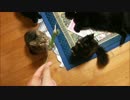 【ぬこ】我が家の子猫がボス猫を叩いておりました【不完全勝利UC】