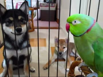 ワンコとインコ(１５年８月３１日)