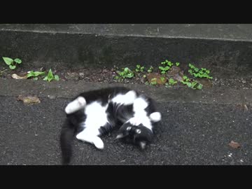 【公園猫戦争】茶トラ兄弟、漠然とした疑念を抱く