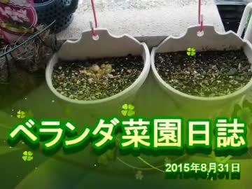 ベランダ菜園日誌　2015年8月31日