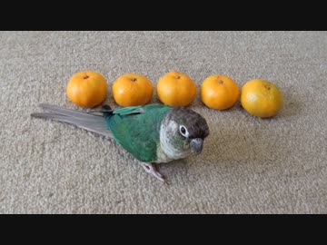 ウロコインコ：ハル【みかん番鳥！～ハル】
